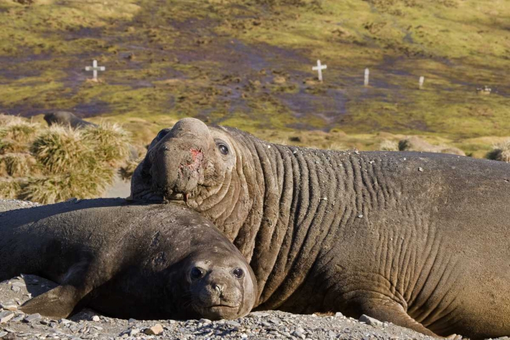 South Georgia Isl Bull elephant seal with harem